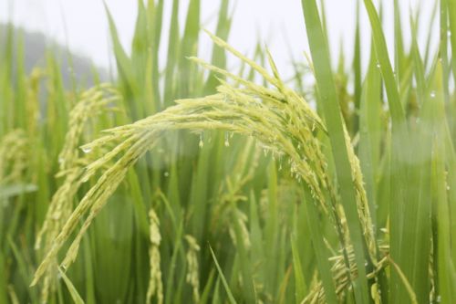 農(nóng)科人員冒雨指導水稻生產(chǎn)，科技力量護航惠州糧食安全